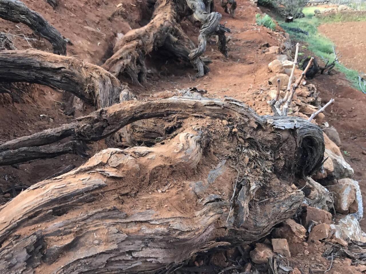הוילה פוארטו דל רוסריו Rural Rugama מראה חיצוני תמונה